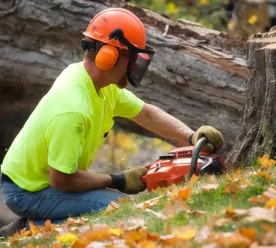 tree services Gates Mills